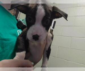 Mutt Dogs for adoption in Tulsa, OK, USA