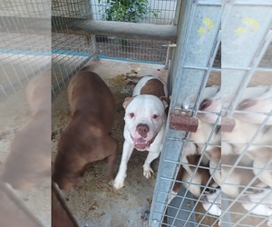 Mother of the American Bulldog puppies born on 11/20/2023