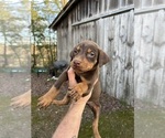 Small #2 Doberman Pinscher