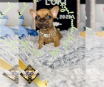 Small #1 French Bulldog