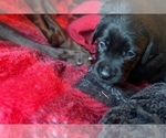 Small Photo #13 Labrador Retriever Puppy For Sale in GIG HARBOR, WA, USA