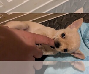 Chihuahua Puppy for sale in BRONX, NY, USA