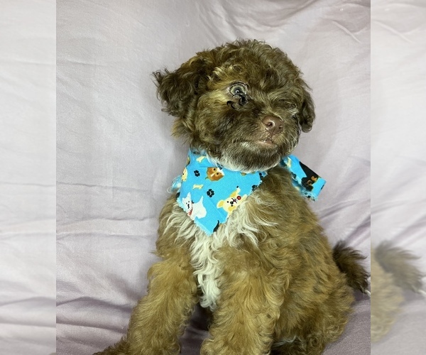 Medium Photo #10 Maltipoo Puppy For Sale in VALLEY CENTER, CA, USA