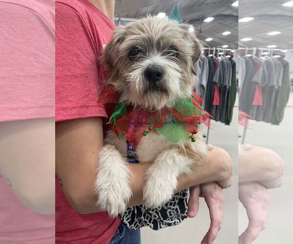 Medium Photo #7 Mutt Puppy For Sale in Fenton, MO, USA