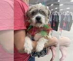Small #6 Mutt