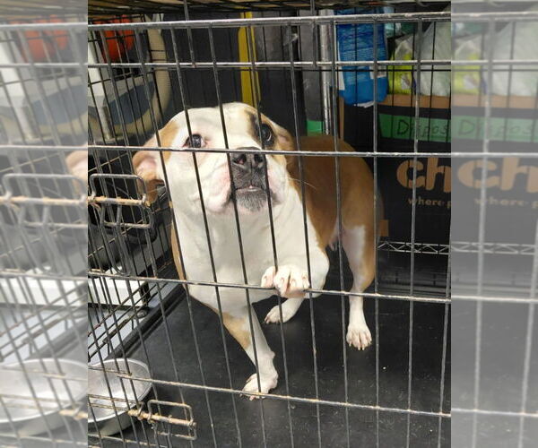 Medium Photo #3 Mutt Puppy For Sale in South Bend, IN, USA