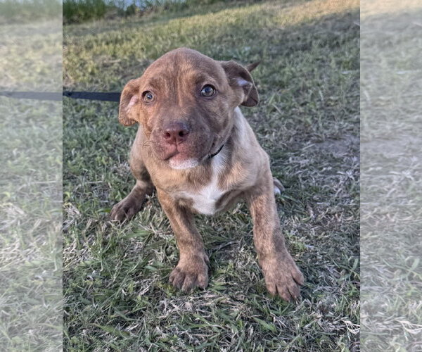 Medium Photo #2 Mutt Puppy For Sale in Tarrytown, GA, USA