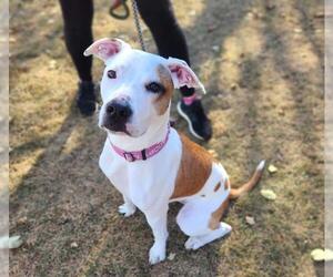 Mutt Dogs for adoption in Minneapolis, MN, USA