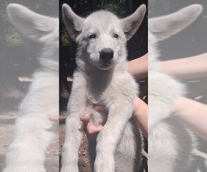 Siberian Husky Puppy for sale in FLORENCE, SC, USA