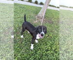 Small #1 Labrador Retriever Mix