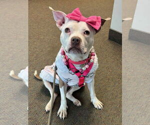 American Pit Bull Terrier Dogs for adoption in Rockville, MD, USA
