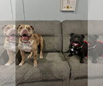 Small #6 Bulldog Mix
