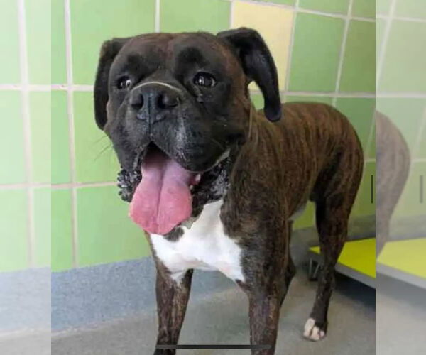 Medium Photo #2 Boxer Puppy For Sale in Austin, TX, USA