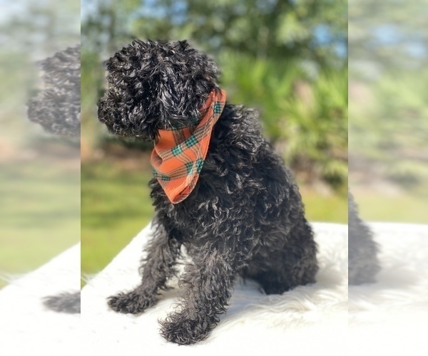 Medium Photo #13 Goldendoodle Puppy For Sale in FROSTPROOF, FL, USA