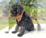 Small Photo #13 Goldendoodle Puppy For Sale in FROSTPROOF, FL, USA