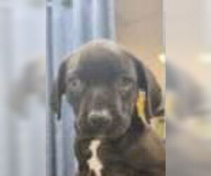 Mutt Dogs for adoption in Royal Palm Beach, FL, USA