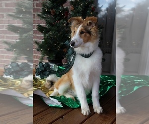 Collie Puppy for sale in KINGSPORT, TN, USA