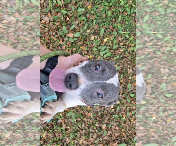 Medium Photo #3 American Pit Bull Terrier-Labrador Retriever Mix Puppy For Sale in Jackson, MS, USA