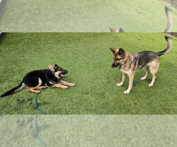 Medium Photo #34 German Shepherd Dog Puppy For Sale in Seattle, WA, USA