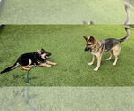 Small #33 German Shepherd Dog