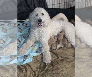 Mother of the Goldendoodle puppies born on 10/29/2022