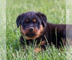 Small #2 Rottweiler