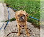 Small Brussels Griffon