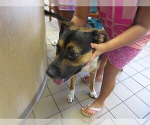Shepweiller Dogs for adoption in Ocala, FL, USA