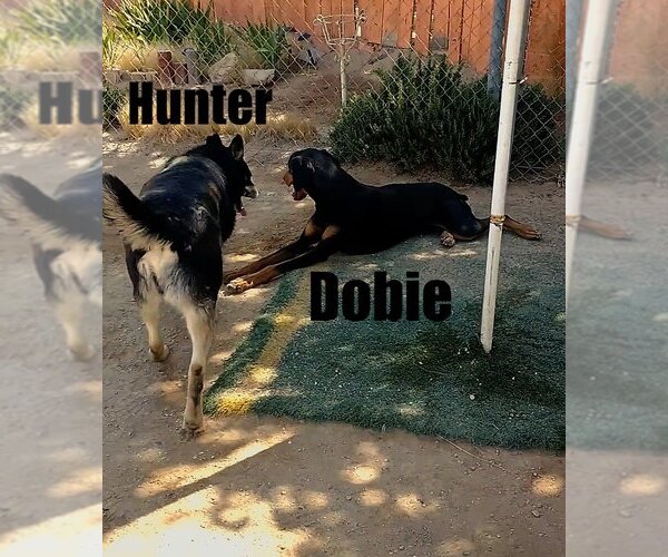 Medium Photo #23 Australian Kelpie Puppy For Sale in Apple Valley, CA, USA