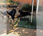 Small #22 Australian Kelpie