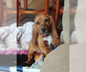 Mother of the Basset Hound puppies born on 03/31/2019