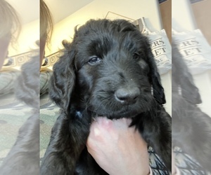 Double Doodle Puppy for sale in ANCHORAGE, AK, USA