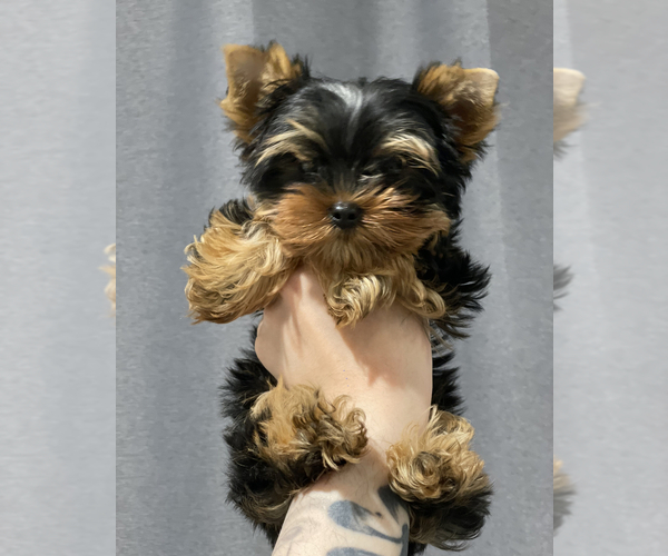 Medium Photo #2 Yorkshire Terrier Puppy For Sale in ARCADIA, CA, USA