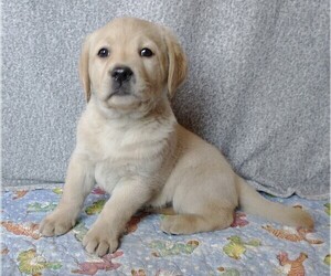 Labrador Retriever Puppy for sale in CALIENTE, CA, USA