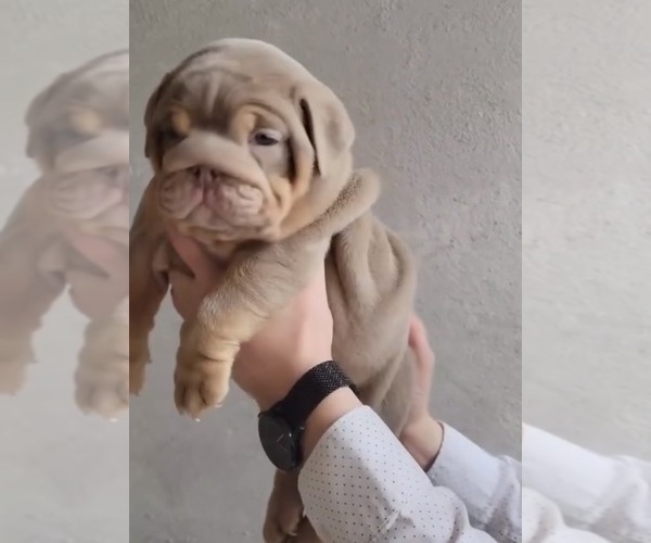 Medium Photo #4 English Bulldog Puppy For Sale in BERKELEY, CA, USA
