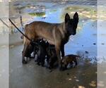 Small Photo #1 Belgian Malinois Puppy For Sale in SAN FERNANDO, CA, USA