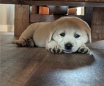 Small Photo #6 Labrador Retriever Puppy For Sale in HUTCHINSON, KS, USA