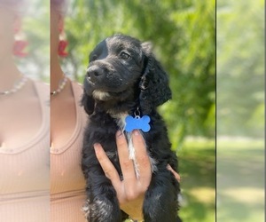 Springerdoodle Puppy for sale in HAMLER, OH, USA
