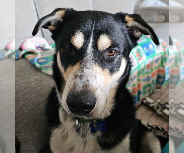 Medium Photo #5 Mutt Puppy For Sale in Fargo, ND, USA