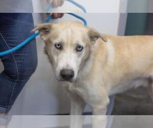 Siberian Husky-Unknown Mix Dogs for adoption in Mountain Home, AR, USA