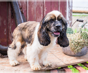Cocker Spaniel Puppy for sale in WAKARUSA, IN, USA