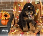 Litter of 5 - Female Bernedoodle (Miniature)Litter of Puppies for Sale - Small photo