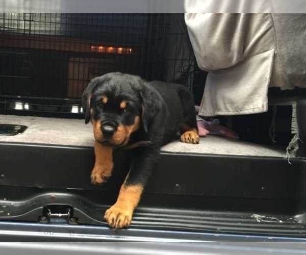 Medium Photo #6 Rottweiler Puppy For Sale in GARLAND, TX, USA