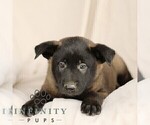 Small #3 Belgian Malinois