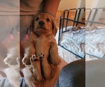 Small #3 Dachshund