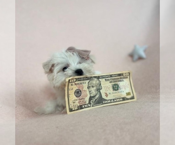 Medium Photo #15 Maltese Puppy For Sale in DACULA, GA, USA