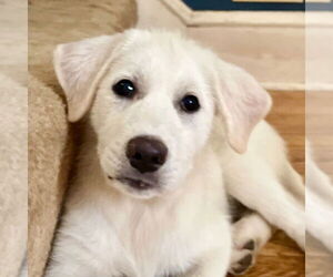 Mutt Dogs for adoption in Canton, CT, USA