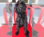 Puppy Bean Goldendoodle