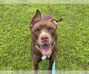 American Pit Bull Terrier-Unknown Mix Dogs for adoption in Millersville, MD, USA