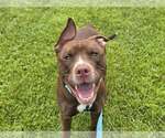 Small American Pit Bull Terrier Mix
